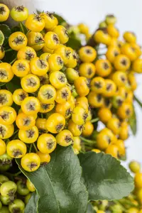 hybride - afbeelding 1