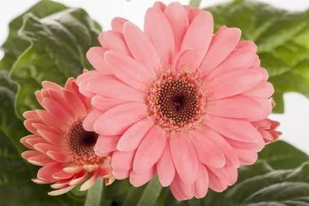 gerbera - afbeelding 5
