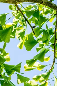 ginkgo bil.  pendula  stam 80 cm. c10 - afbeelding 3