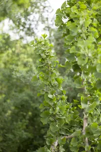 ginkgo biloba