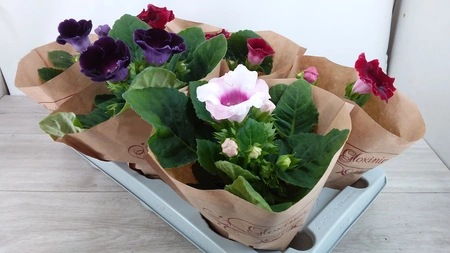 gloxinia