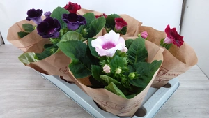 gloxinia