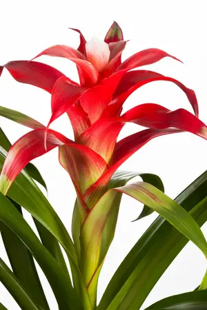 guzmania - afbeelding 1