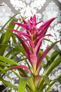 guzmania - afbeelding 2