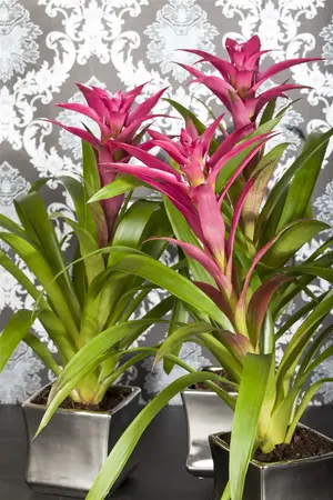 guzmania - afbeelding 3