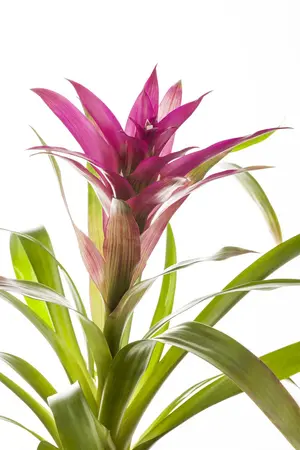 guzmania - afbeelding 4