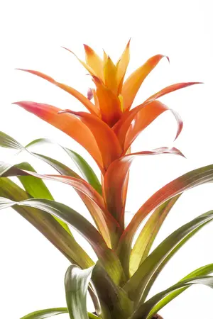 guzmania - afbeelding 5