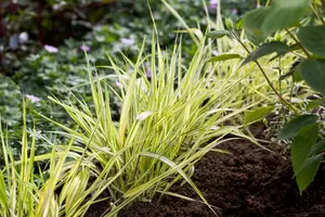 hakonechloa   aureola 