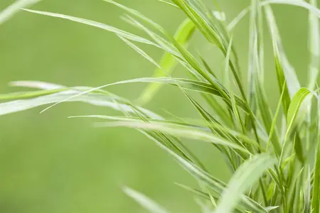 hakonechloa   aureola  - afbeelding 3