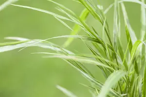 hakonechloa   aureola  - afbeelding 3