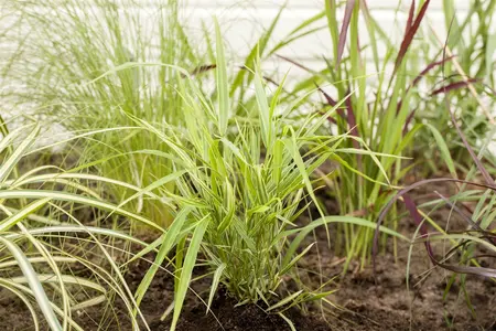 hakonechloa   aureola  - afbeelding 5