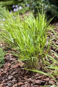 hakonechloa macra - afbeelding 1