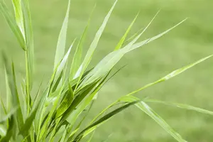 hakonechloa macra - afbeelding 2