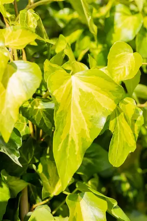 hedera colchica  sulphur heart  - afbeelding 2