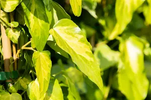 hedera colchica  sulphur heart 