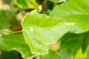 hedera colchica  sulphur heart  - afbeelding 3