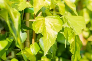 hedera colchica  sulphur heart  - afbeelding 4