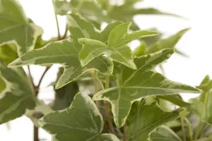 hedera helix - afbeelding 5