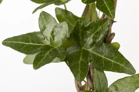 hedera helix - afbeelding 2