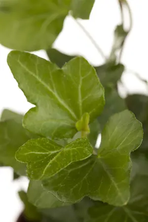 hedera helix  wonder 