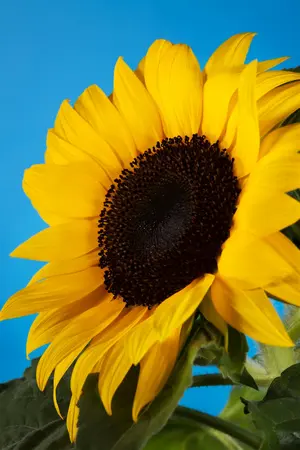 helianthus  lemon queen  - afbeelding 1