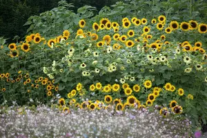 helianthus  lemon queen  - afbeelding 3