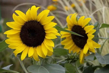 helianthus  lemon queen  - afbeelding 4