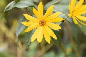 helianthus tuberosus