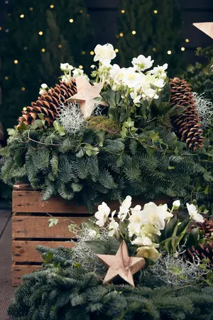 helleborus niger - afbeelding 2