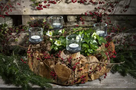 helleborus niger - afbeelding 3