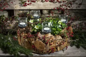 helleborus niger - afbeelding 3