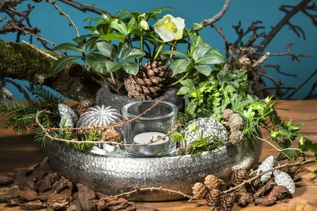 helleborus niger - afbeelding 5