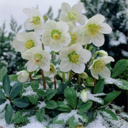helleborus niger  christmas carol 