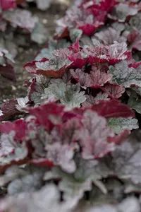 heuchera