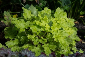 heuchera lime marmelade
