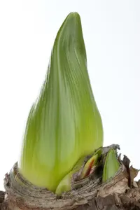 hippeastrum