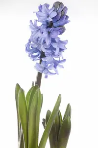hyacinthus orientalis