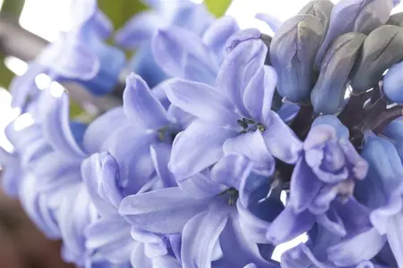 hyacinthus orientalis - afbeelding 2