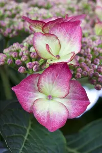 hydrangea - afbeelding 1