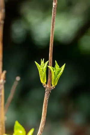 hydrangea - afbeelding 4