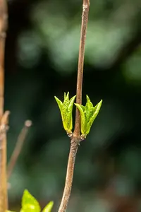hydrangea - afbeelding 4