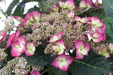 hydrangea - afbeelding 2