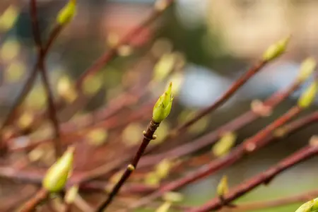 hydrangea - afbeelding 3