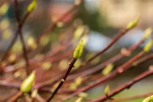 hydrangea - afbeelding 3