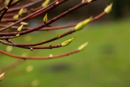 hydrangea - afbeelding 5