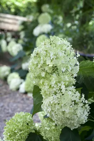 hydrangea a.  annabelle  - afbeelding 1