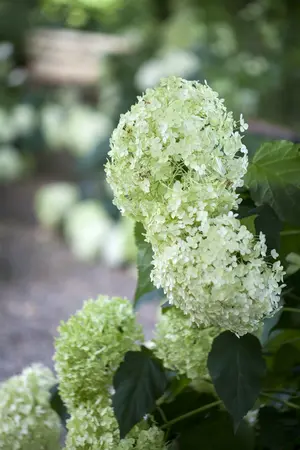 hydrangea a.  annabelle  - afbeelding 3