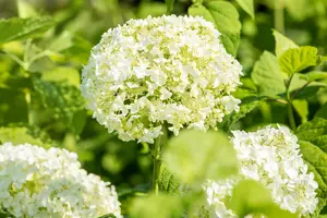 hydrangea a.  annabelle  - afbeelding 5
