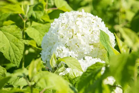 hydrangea a.  annabelle  - afbeelding 4