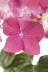 hydrangea gr - afbeelding 3